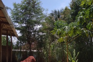 Peduli